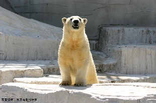 天王寺動物園（C）天王寺動植物園