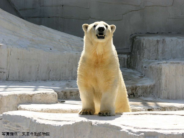 天王寺動物園（C）天王寺動植物園◇ホテルから約25分◇