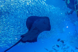 仙台うみの杜水族館