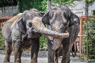 仙台市八木山動物公園