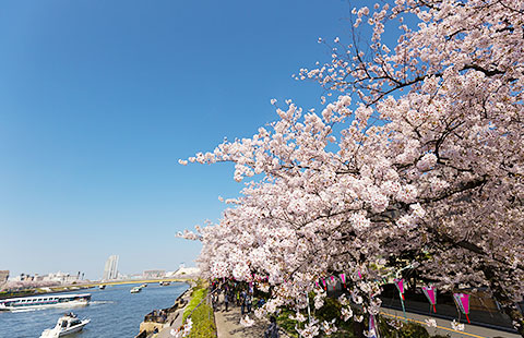 隅田公園桜まつり