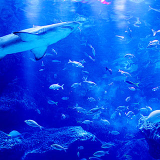 すみだ水族館